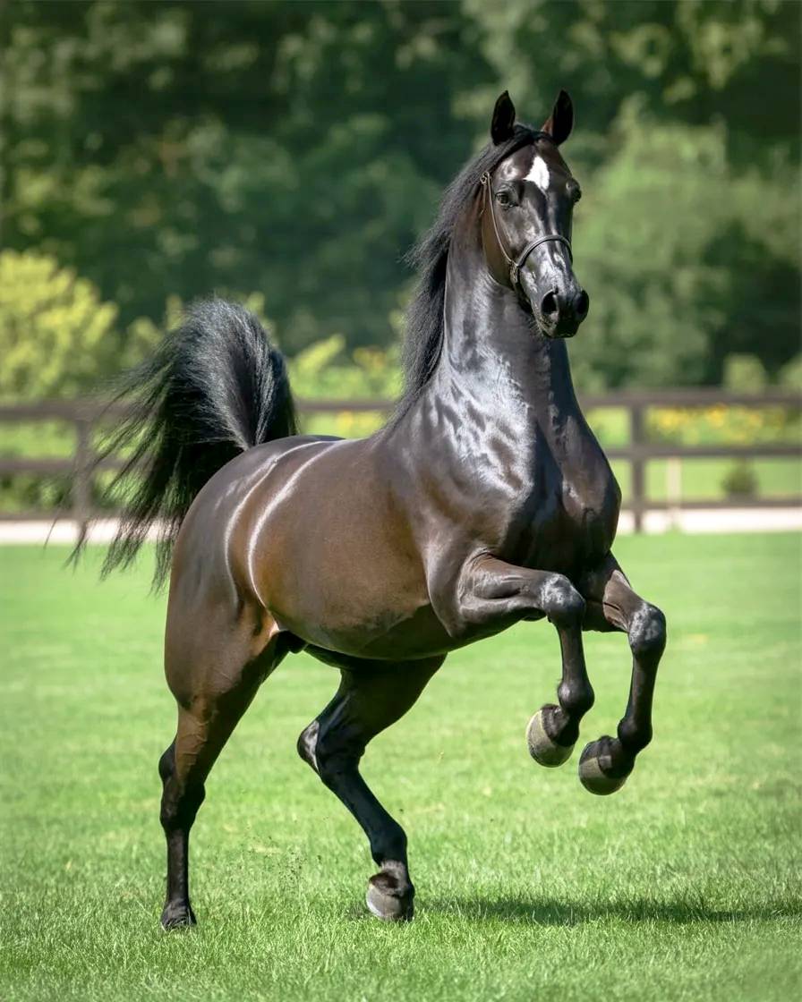 Elegant black horse.